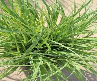Zegge (Carex flacca)
