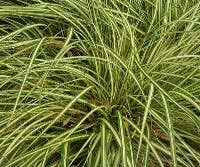 Zegge (Carex 'Phoenix Green)