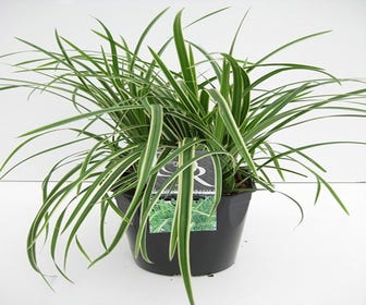 Zegge (Carex morrowii 'Ice Dance')