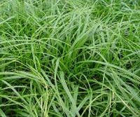 Zegge (Carex oshimensis 'JS Greenwell)