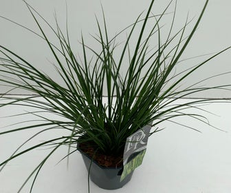 Zegge (Carex oshimensis 'Magic Green')