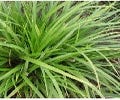 Zegge (Carex morrowii 'Mosten')
