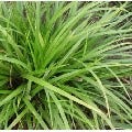 Zegge (Carex morrowii 'Mosten')
