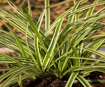 Zegge (Carex morrowii 'Aureovariegata')
