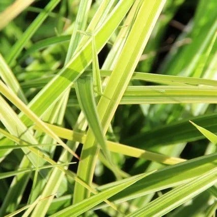 Zegge (Carex morrowii 'Variegata') Bio