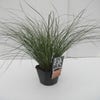 Zegge (Carex 'Prairie Fire')