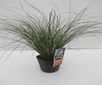 Zegge (Carex 'Prairie Fire')