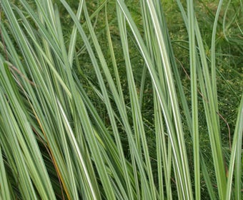 Oeverzegge (Carex riparia)