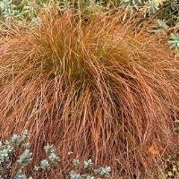 Zegge (Carex testacea)
