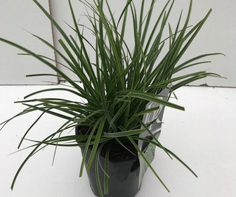 Zegge (Carex morrowii 'Variegata')