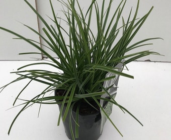Zegge (Carex morrowii 'Variegata')