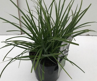 Zegge (Carex morrowii 'Variegata')