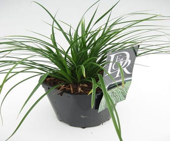 Zegge (Carex ornithopoda 'Variegata')
