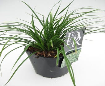 Zegge (Carex ornithopoda 'Variegata')