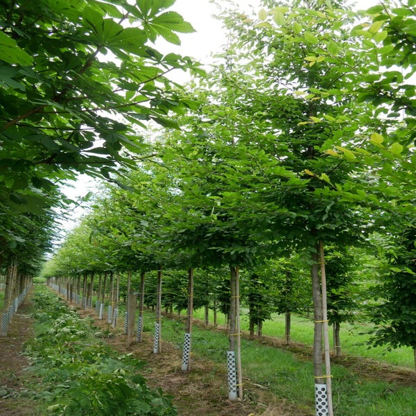 Carpinus betulus 18-20 cm stamomtrek
