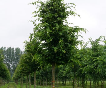 Haagbeuk als boom (Carpinus betulus)