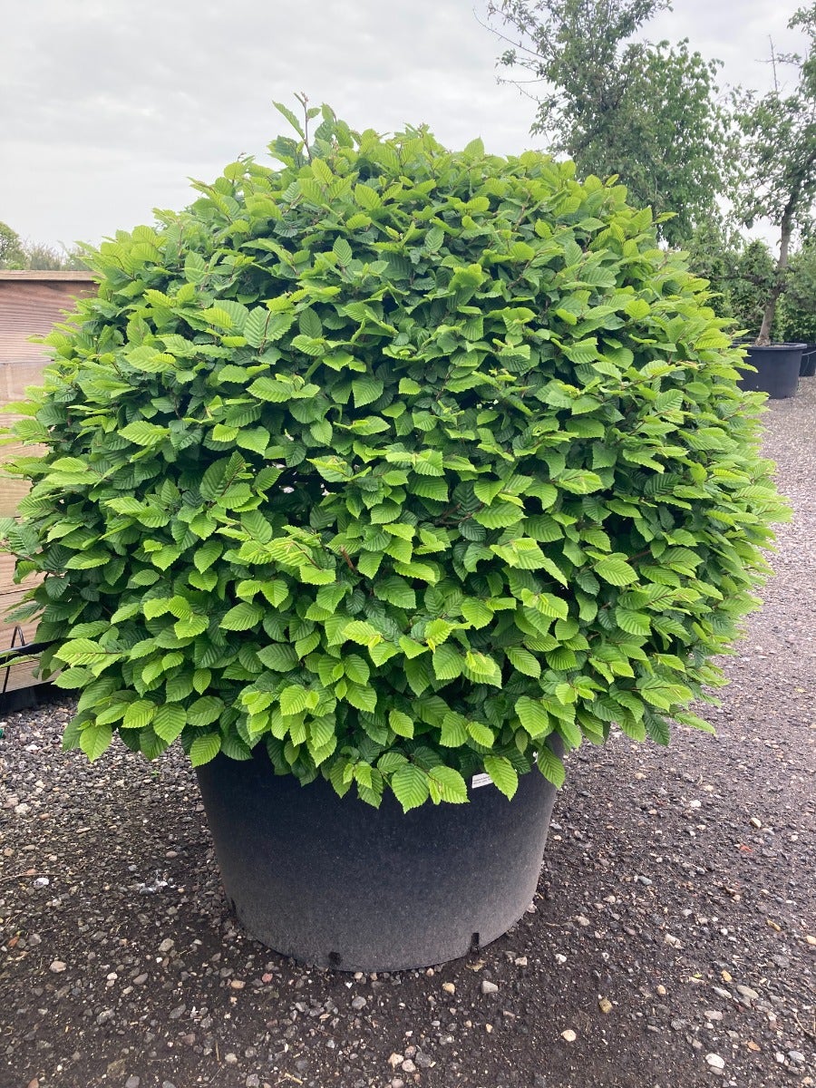 Carpinus