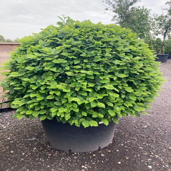 Haagbeuk als bolvorm (Carpinus betulus)
