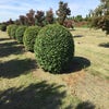 Haagbeuk als bolvorm (Carpinus betulus)