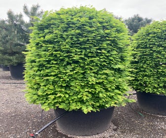 Haagbeuk als cilinderboom (Carpinus betulus)