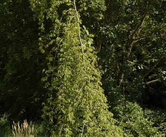 Treurhaagbeuk (Carpinus betulus 'Pendula')