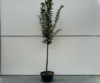 Beuk (Carpinus betulus 'Lucas')
