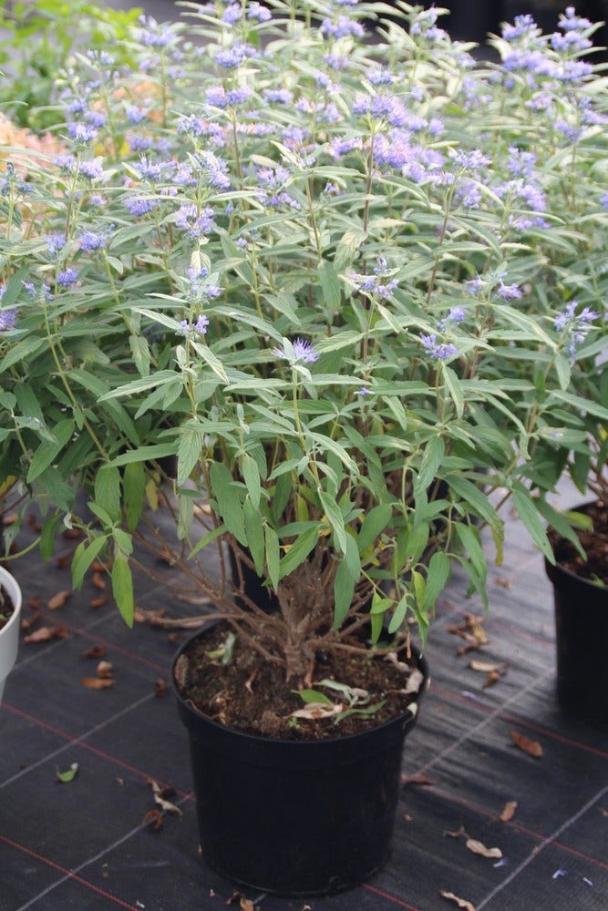 Caryopteris