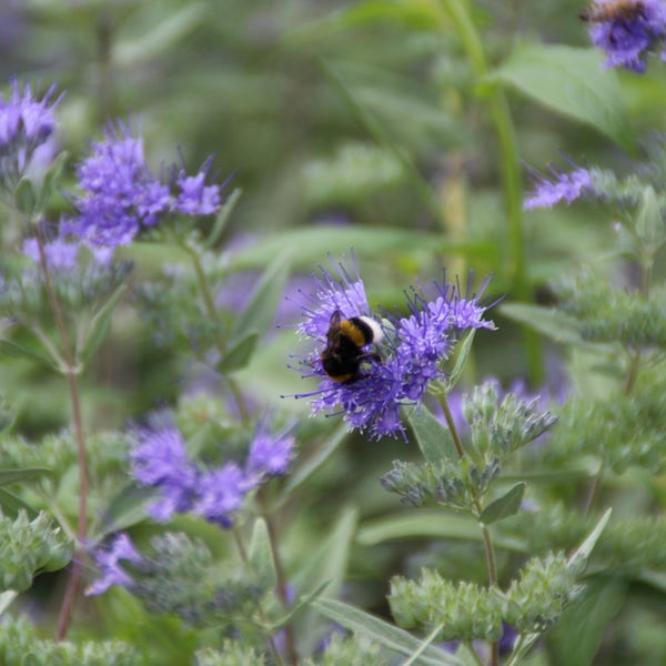 Tulpenvelden fotograferen Caryopteris (Caryopteris clandonensis 'Heavenly Blue') | Directplant