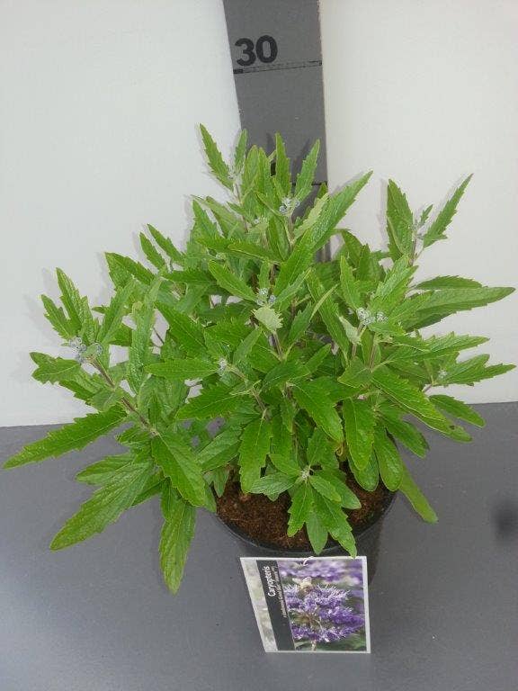 Caryopteris Clandonensis Heavenly Blue - Spirée Bleue Pot De 2L/3L