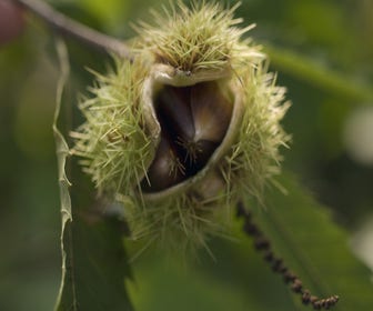 Tamme kastanje (Castanea sativa 'Marrone di Maradi')