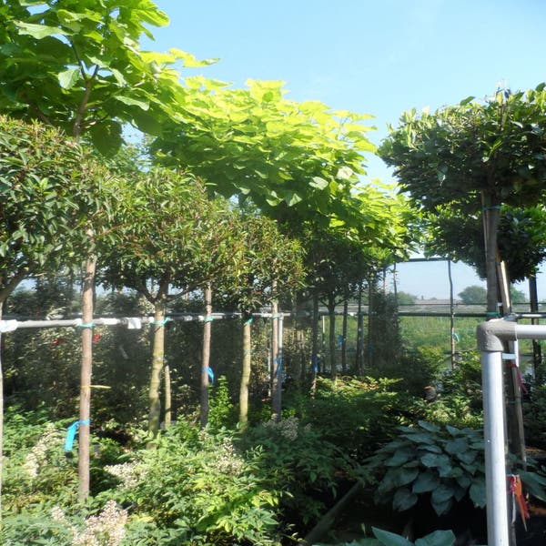 Gele trompetboom (Catalpa bignonioides 'Aurea') 10/12/14