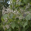 Purperkleurige trompetboom (Catalpa erubescens 'Purpurea')