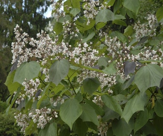 Purperkleurige trompetboom (Catalpa erubescens 'Purpurea')