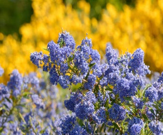 Amerikaanse sering (Ceanothus 'Blue Sapphire')