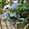 Amerikaanse sering (Ceanothus arboreus 'Trewithen Blue')