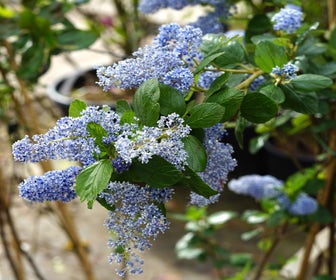Amerikaanse sering (Ceanothus arboreus 'Trewithen Blue')