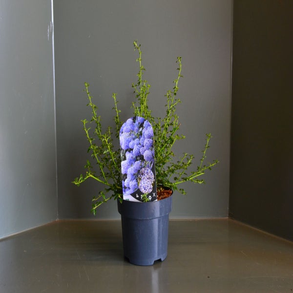 Ceanothus 'Dark Star' - Amerikaanse sering | Bloemenpark