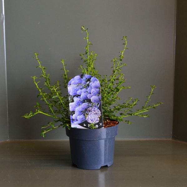 Ceanothus 'Dark Star' - Amerikaanse sering | Bloemenpark Ceanothus 'Dark Star' - Amerikaanse sering | Bloemenpark