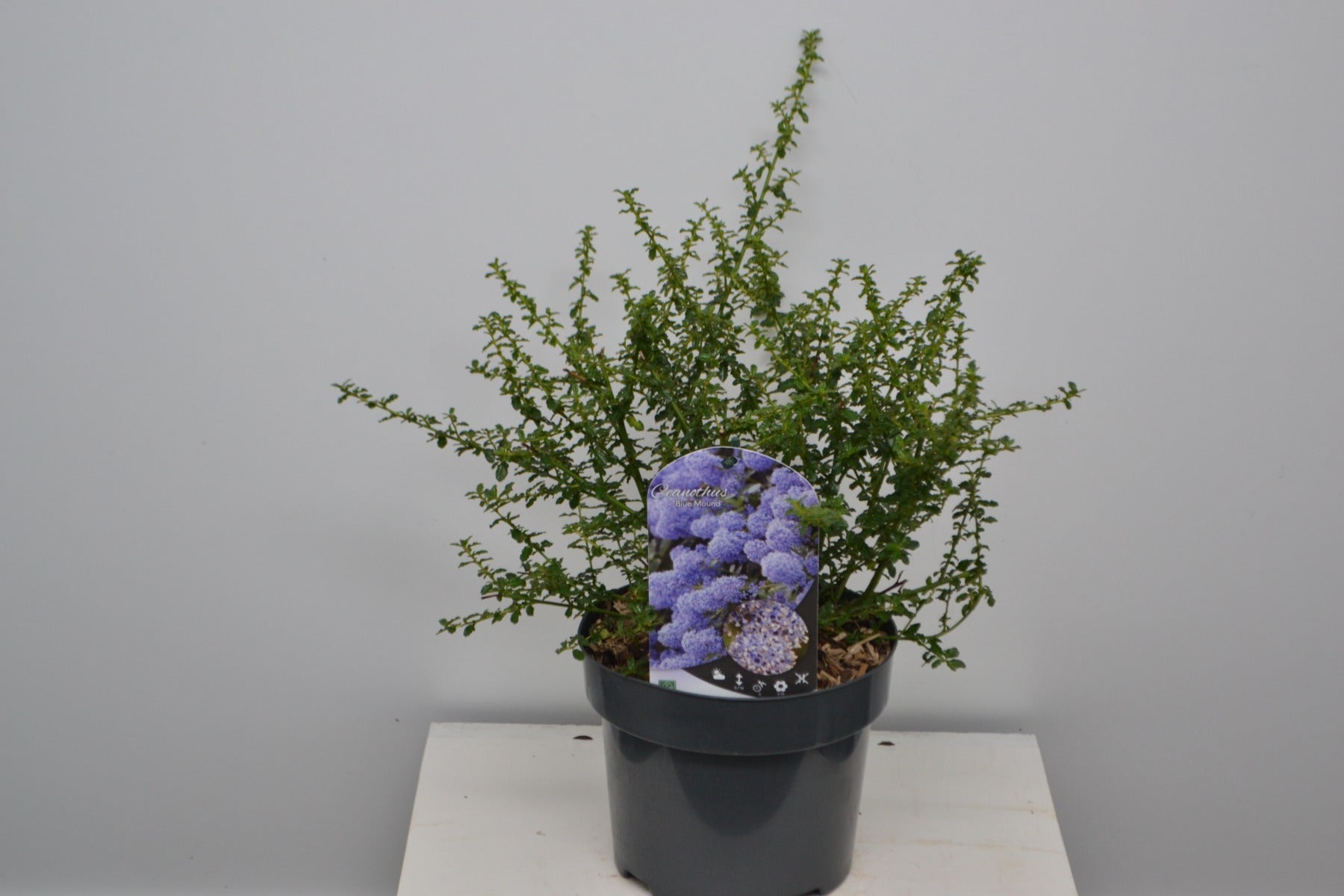 Ceanothus