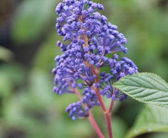 Amerikaanse Sering (Ceanothus 'Henri Desfosse')
