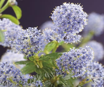 zeevruchten maak je geïrriteerd Onderscheiden Blauw bloeiende vaste planten kopen? Altijd goedkoop! | Directplant