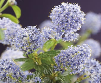 Amerikaanse sering (Ceanothus thyrsiflorus 'Repens')