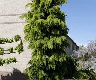 Himalayaceder (Cedrus deodara)