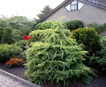 Gele himalayaceder (Cedrus deodara 'Aurea')