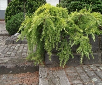 Ceder (Cedrus deodara 'Golden Horizon')