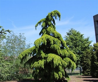 Treurceder (Cedrus deodara 'Pendula')