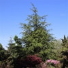Libanonceder (Cedrus libani)