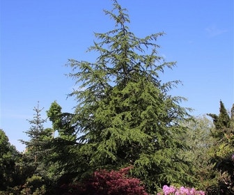 Libanonceder (Cedrus libani)