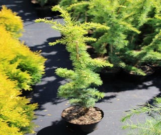 Atlasceder (Cedrus libani 'Atlantica Aurea')