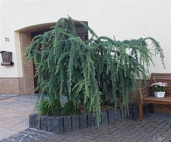 Treurceder op stam (Cedrus libani 'Pendula')